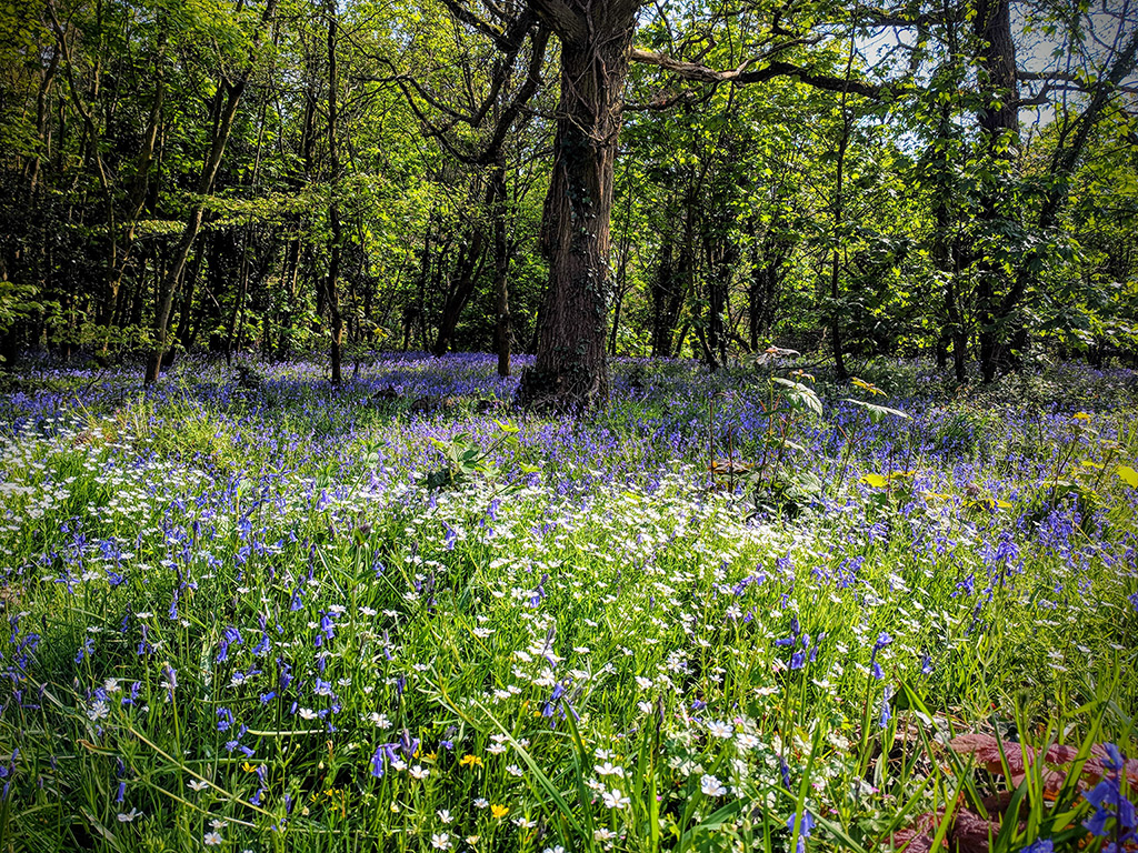 Spring bluebells in Somerset