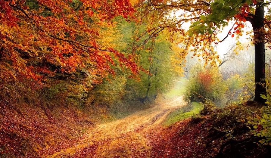 Autumn in Somerset